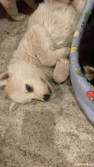 Pui Husky Siberian   3 luni - imagine 4