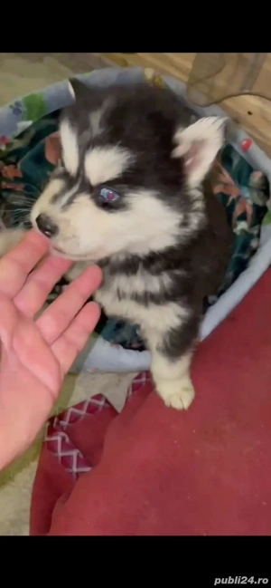 Pui Husky Siberian   3 luni - imagine 2