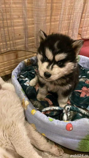 Pui Husky Siberian   3 luni