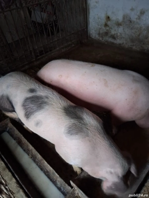 porci de vîndut - imagine 2