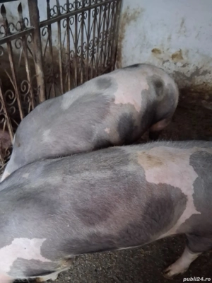 porci de vîndut - imagine 3