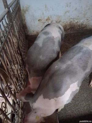 porci de vîndut - imagine 4