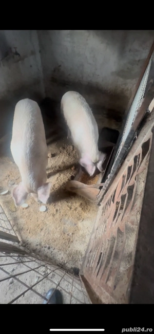 Vand porci  - imagine 2