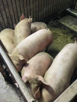 Porci de vânzare  - imagine 3