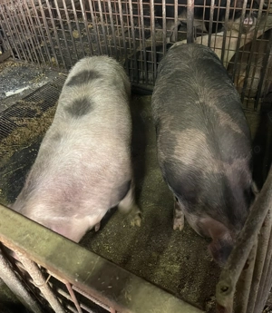 Porci de vânzare  - imagine 2