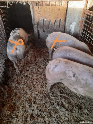 Porci Pietrain - imagine 2