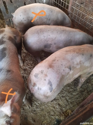 Porci Pietrain - imagine 3