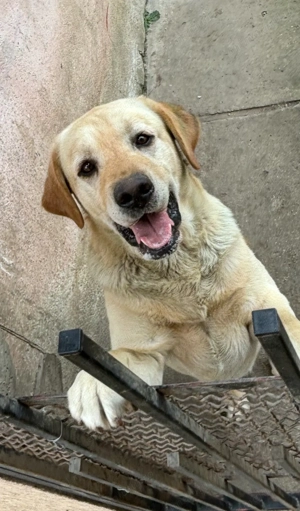 Donez 2 masculi Labrador  - imagine 3