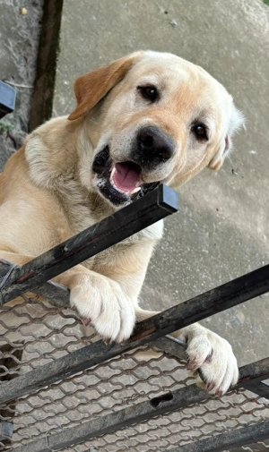 Donez 2 masculi Labrador  - imagine 4