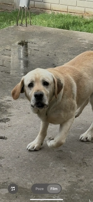 Donez 2 masculi Labrador  - imagine 5