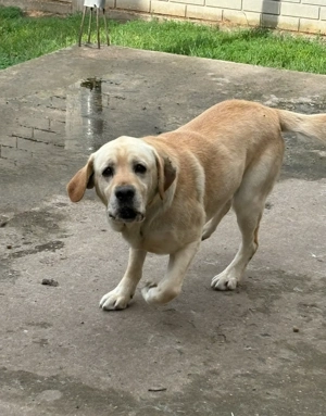 Donez 2 masculi Labrador  - imagine 2