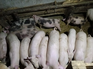 Vând grăsuni  - imagine 3