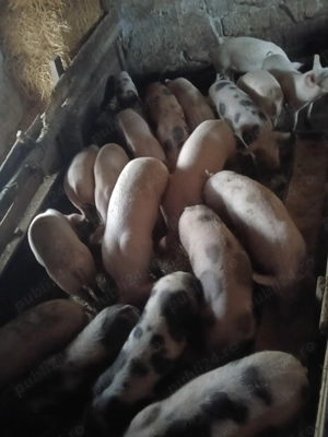 Vând grăsuni  - imagine 2