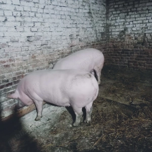 Porci de carne rasa Pic