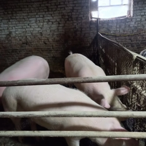 Porci de carne rasa Pic - imagine 2