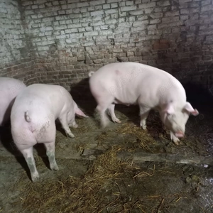 Porci de carne rasa Pic - imagine 3