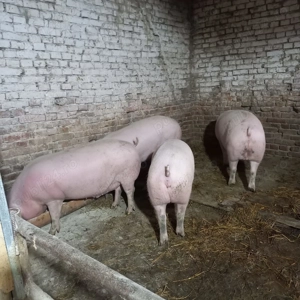 Porci de carne rasa Pic - imagine 4