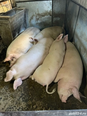 porci de vanzare - imagine 5