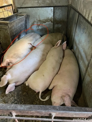 porci de vanzare - imagine 3
