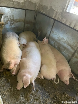 porci de vanzare - imagine 2