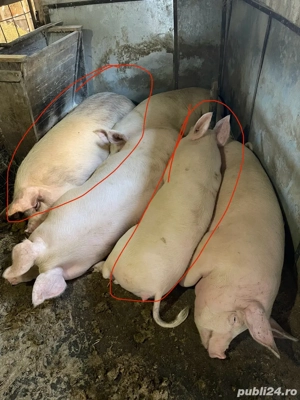 porci de vanzare - imagine 4