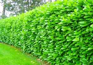 Prunus Laurocerasus Rotundifolia, Novita   Laur englezesc  