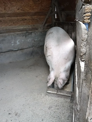 Vând porci  - imagine 3