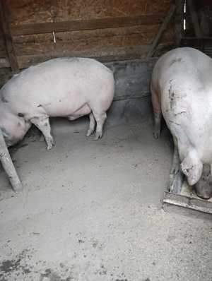 Vând porci  - imagine 4