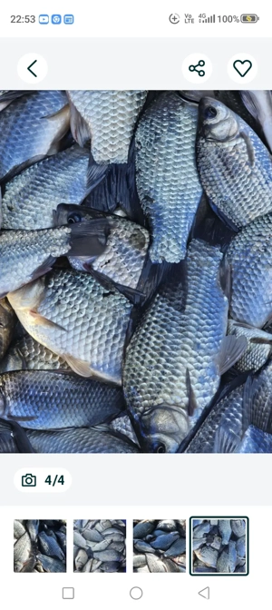 vind caras sanatos si viguros de talie mare mai multe detali la telefon sau toboliu nr      - imagine 2