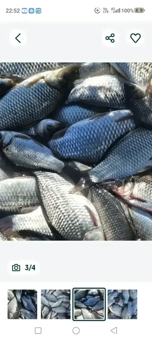 vind caras sanatos si viguros de talie mare mai multe detali la telefon sau toboliu nr     