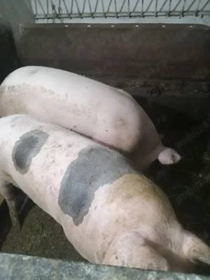 Vând doi porci pentru sacrificare  - imagine 2