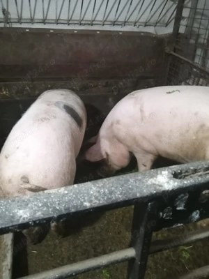 Vând doi porci pentru sacrificare 