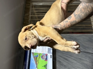 American Bully XL cu pedigree