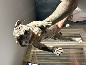 American Bully XL cu pedigree - imagine 4