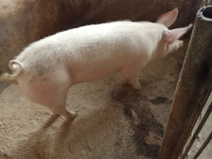 Porci pentru Crăciun  - imagine 2