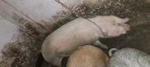 Porci de vanzare .   . - imagine 2