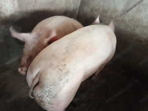 Porci pentru Crăciun  - imagine 3