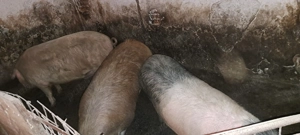 Porci de vanzare .   . - imagine 3