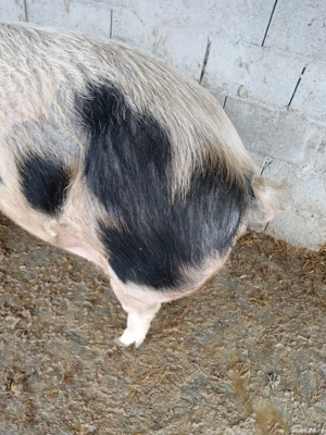 De vânzare preț  ușor negociabil peste 280kg  - imagine 2