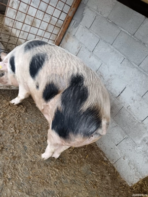 De vânzare preț  ușor negociabil peste 280kg  - imagine 3