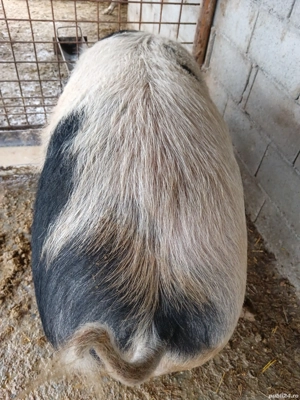 De vânzare preț  ușor negociabil peste 280kg  - imagine 4