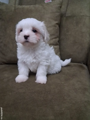 Bichon maltez 