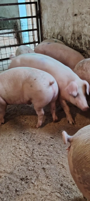 Vând porci 12.5 lei kg