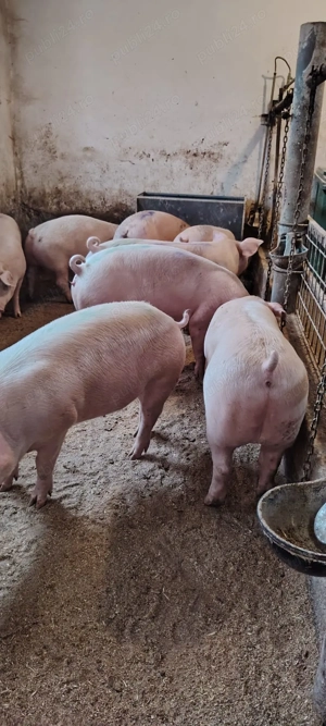 Vând porci 12.5 lei kg - imagine 2