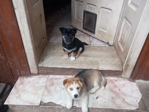 Caut familii iubitoare de animale - imagine 2