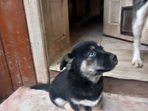 Caut familii iubitoare de animale