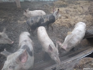 porci crescut natural 60.80 kg