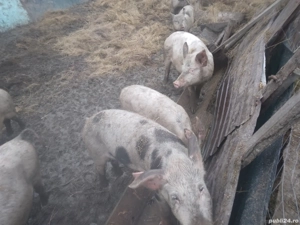 porci crescut natural 60.80 kg - imagine 3