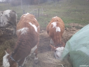 vacile si vitele - imagine 2