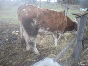 vacile si vitele - imagine 3